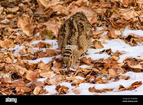 Camouflage bird woodcock. Brown dry leaves and white snow background ...