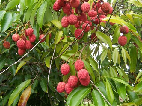 lychee tree for sale 4