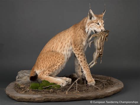 CHAMPIONSHIPS — SOPHIA TEGEL TIERPRÄPARATION | TAXIDERMY