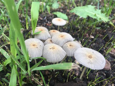 Parasola plicatilis: The Pleated Inkcap Mushroom Identification & More
