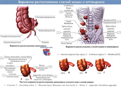 Анатомия человека: Слепая кишка. Червеобразный отросток ( апендикс ...