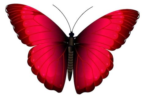 a red butterfly with black spots on it's wings