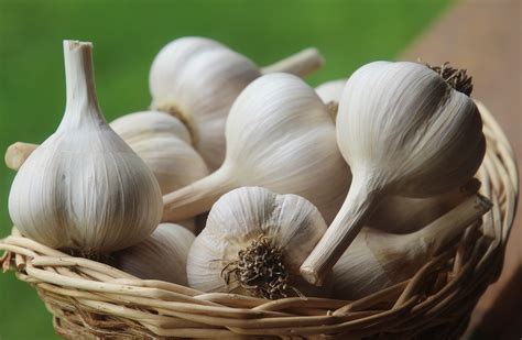 Preorder your garlic now! - SeedSavers