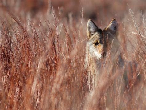 15 Photos Of Wildlife In Kansas That Will Drop Your Jaw