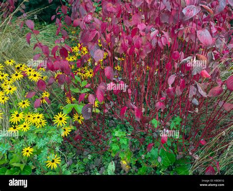 Cornus alba 'Sibirica' Siberian dogwood in autumn Stock Photo - Alamy