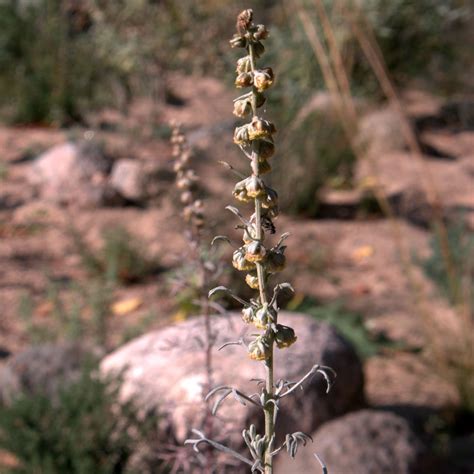 Artemisia armeniaca (Artemisia alba 'Canescens')