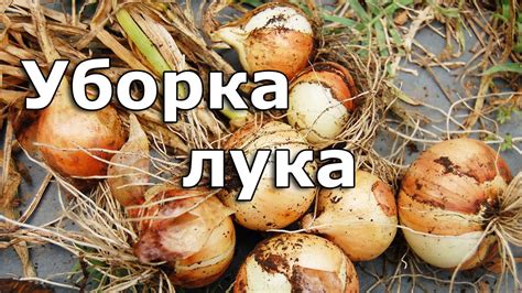 Уборка лука. Когда убирать лук с огорода. - YouTube