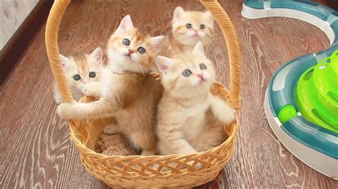 Котики в корзинке - YouTube