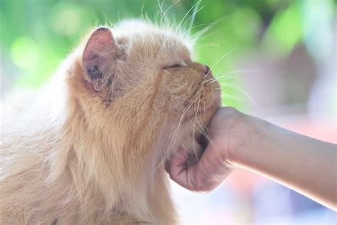Как лечить акне у кошек | Акне у кошек чем лечить?