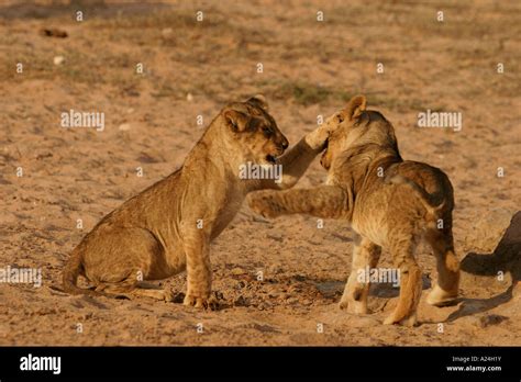 lion cubs playing Stock Photo - Alamy