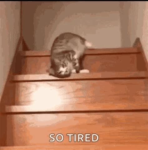 lazy cat gif lazy cat stairs discover share gifs