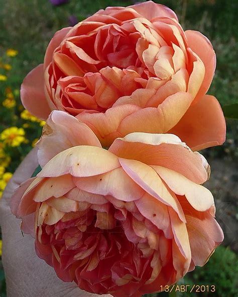 Роза английская `Пэт Остин`, Rosa english `Pat Austin` ® | СадПарад