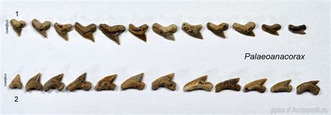 зубной ряд Palaeoanacorax - Варавинский овраг