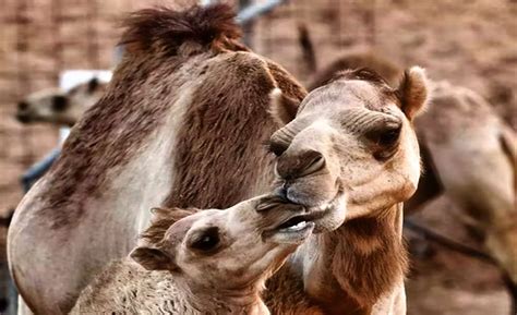 What Do Camels Eat in the Desert: Grass, Cactus & More