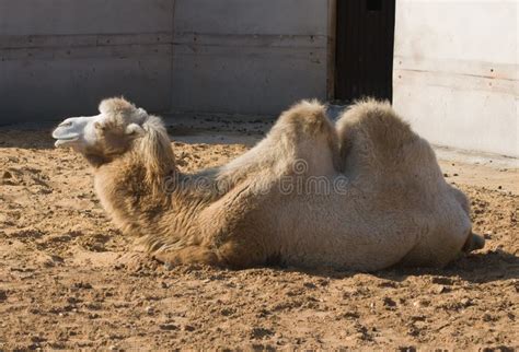 Bactrian camel humps stock photo. Image of close, desert - 19792860