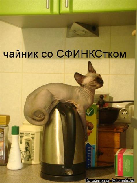 Коты-такие необычные! — Трикки — тесты для девочек