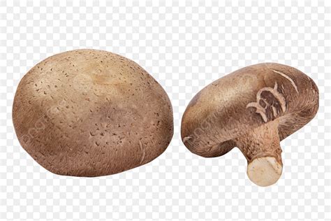 shiitake mushrooms png transparent shiitake mushrooms  natural