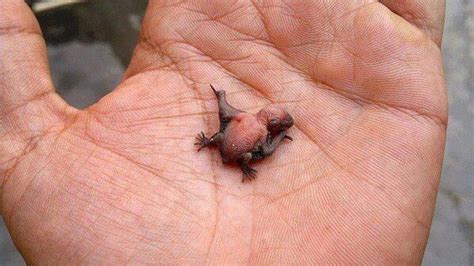 This is what a new born baby bat looks like. batkid via Fascinatingpics | Agnès Bun 黃瑩燕 | Scoopnest