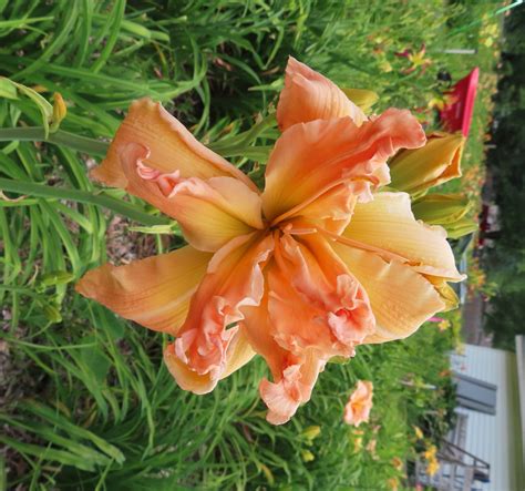 PETAL PUSHER DAYLILIES - SEBASTIAN ON STEROIDS
