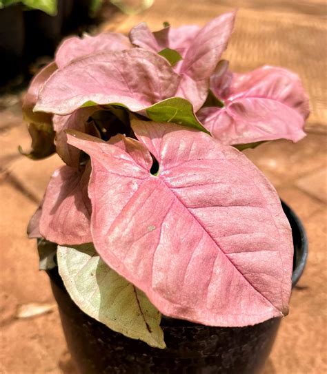 Pink Aglaonema Plant