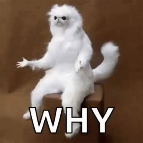 Why Whyy GIF - Why Whyy ButWhy - Discover & Share GIFs