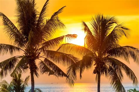 Premium Photo | Palm trees at sunset