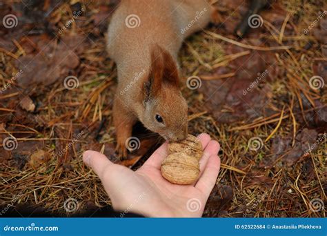 Red Squirrel in the Park Eating a Walnuts from Hands Stock Photo ...