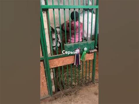 Чистим Серого #ипподром Нальчик#конный клуб#лошадь#чистка лошади# ...