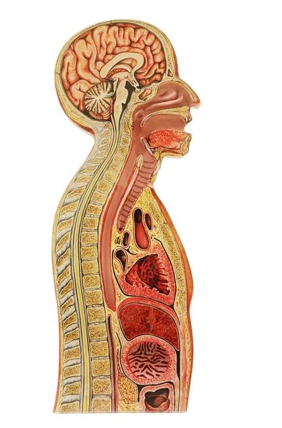 set  human anatomical model isolated   white backgroun stock