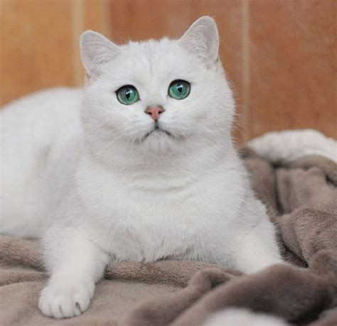 Ariadna, серебристая британская шиншилла. Кошка. Возраст 1 год 6 ...