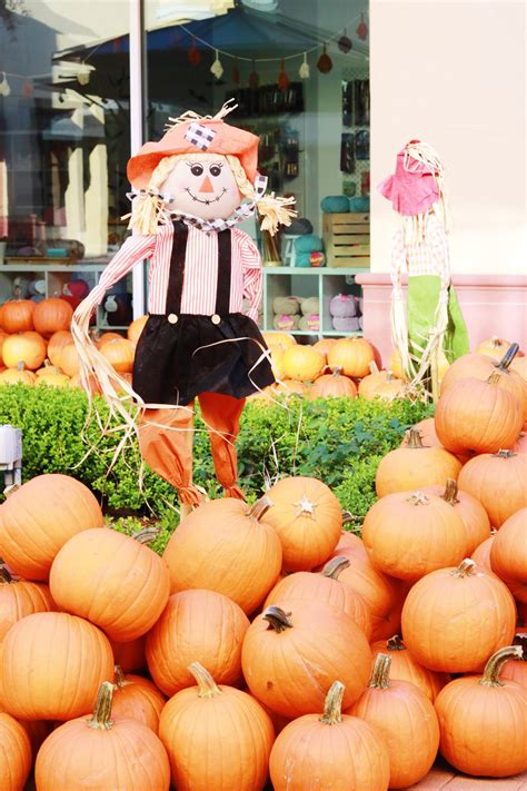 real estate pumpkin patch livin  susan