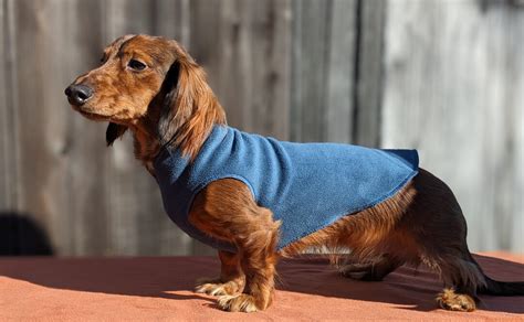 Miniature Dachshund Coat - Etsy