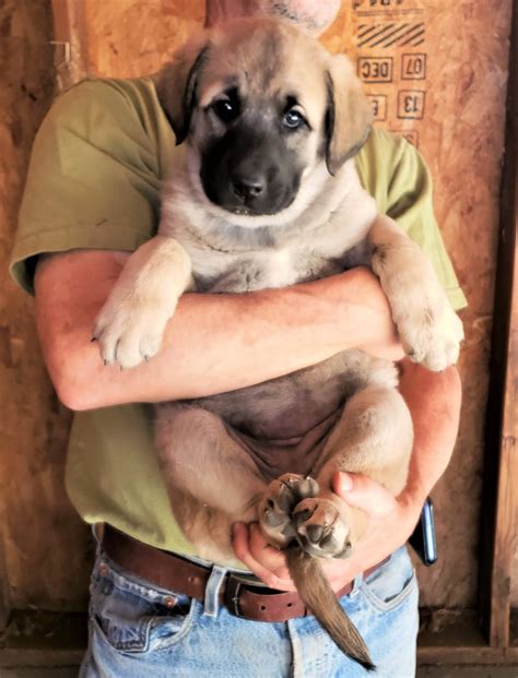 Anatolian Shepherd Puppies for Sale - Marble Peaks Ranch