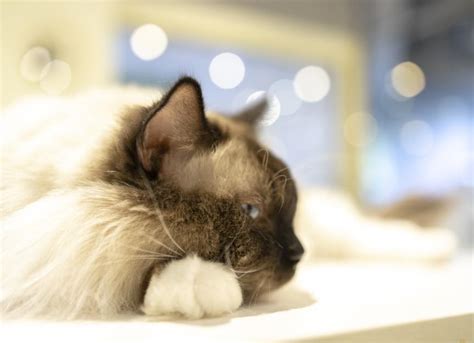 Why Does My Cat Ignore Me? | PetMD