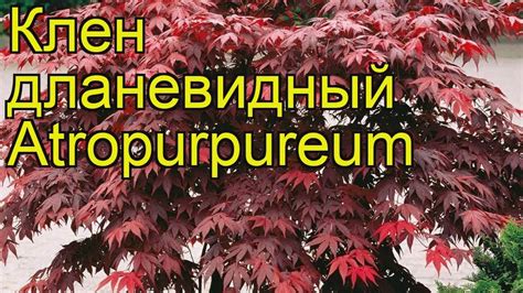 Клен дланевидный Atropurpureum. Краткий обзор, описание характеристик ...