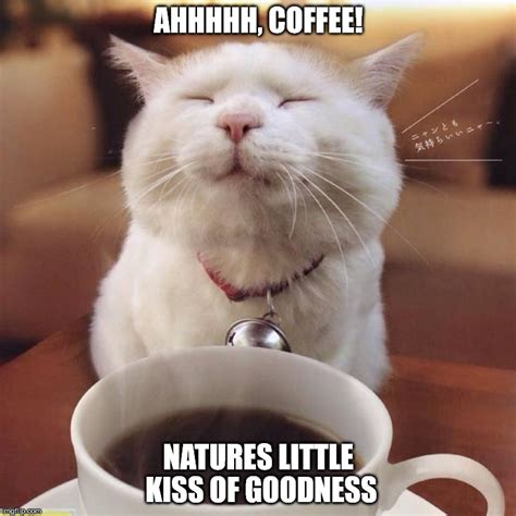 Coffee Cat - Imgflip