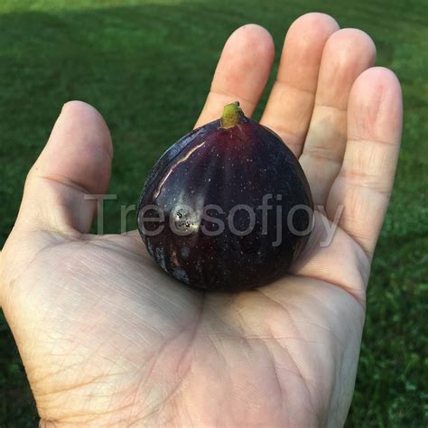 Pane Et Vino 5