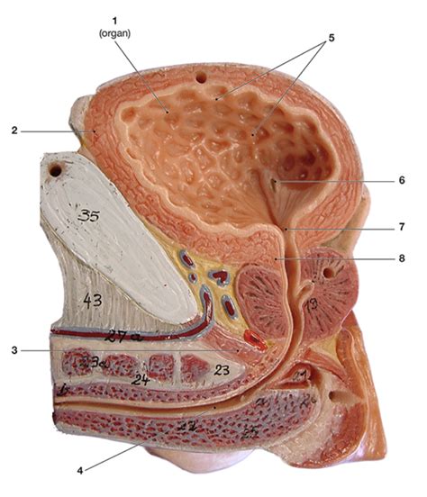 bladder Diagram | Quizlet