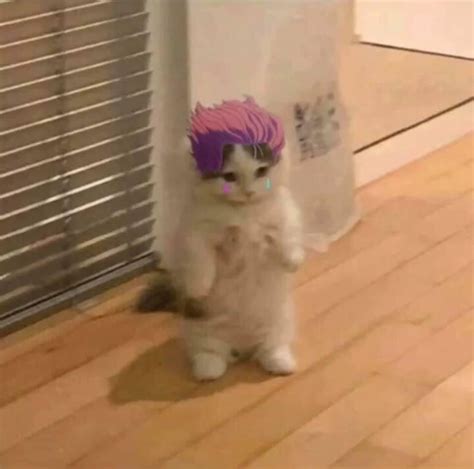 Funny Pfp : 28+ Funny Memes For Pfp - Factory Memes - Haston Affecke