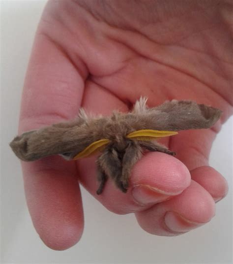 Fuzzy bunny moth I hatched a couple years ago from cocoon. Native to