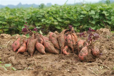 Harvesting Sweet Potato at Organic Farm Stock Image - Image of ...