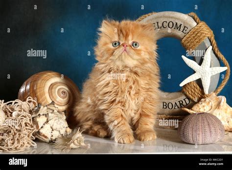 persian kitten, 7 weeks old, ginger Stock Photo - Alamy