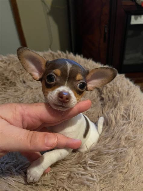 Chihuahua Puppies for Sale - Adorable Deer Head, Apple Head & Teacup Chihuahua