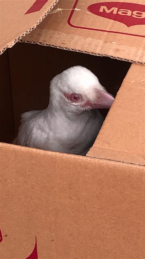 Extremely rare & injured albino crow that just landed on my balcony : r