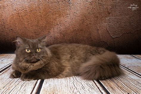 Йоркская шоколадная кошка (30 лучших фото)