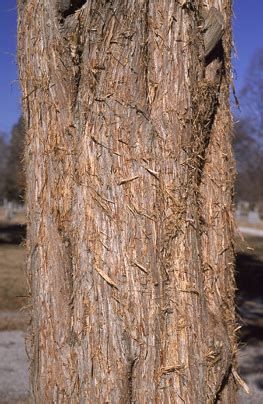 Eastern Redcedar