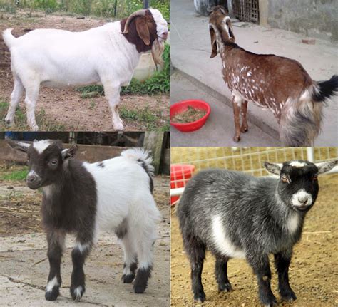 types  goats roys farm