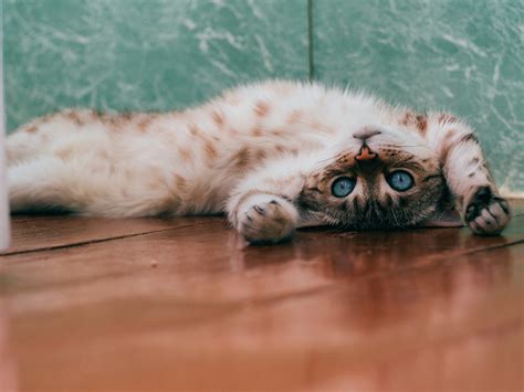 how do cats mate 9