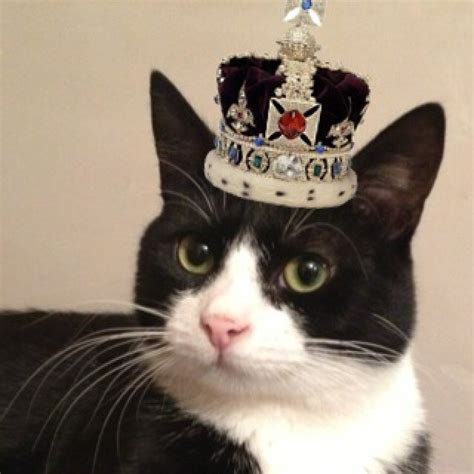 alan  cat atalanthecat twitter