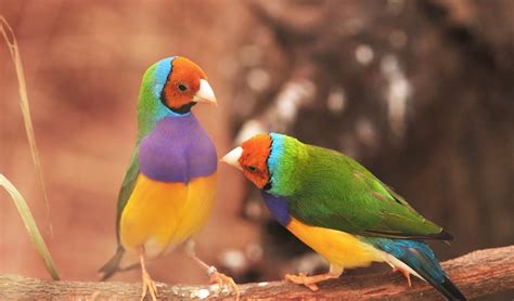 Gouldian Finches
